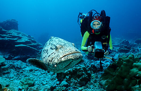 Potato grouper and scuba diver