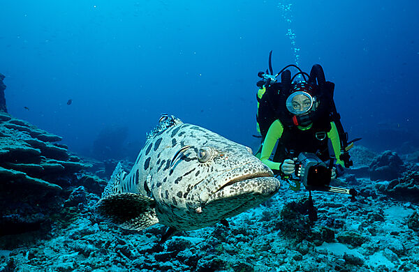 Potato grouper and scuba diver
