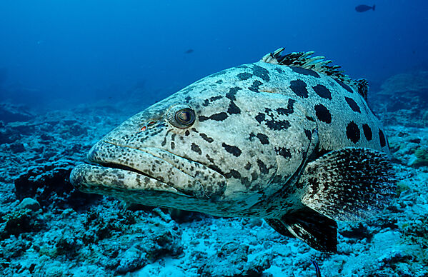 Potato grouper