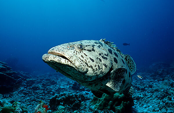 Potato grouper