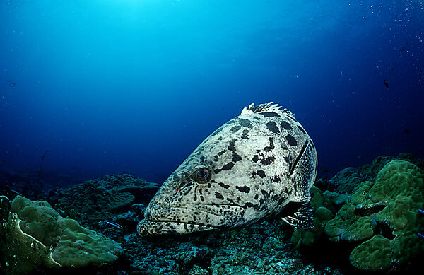 Potato grouper
