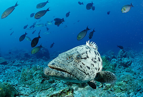 Potato grouper