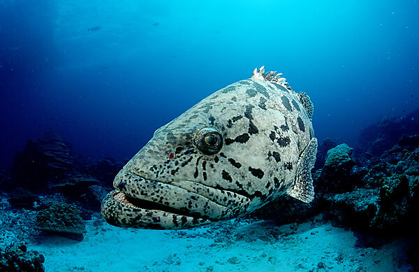 Potato grouper
