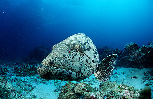 Potato grouper