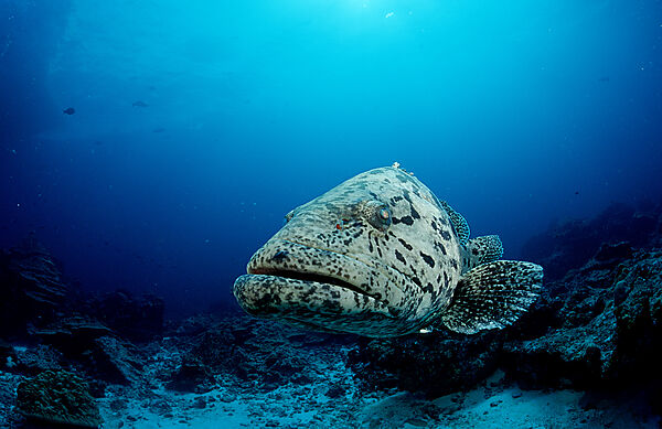 Potato grouper