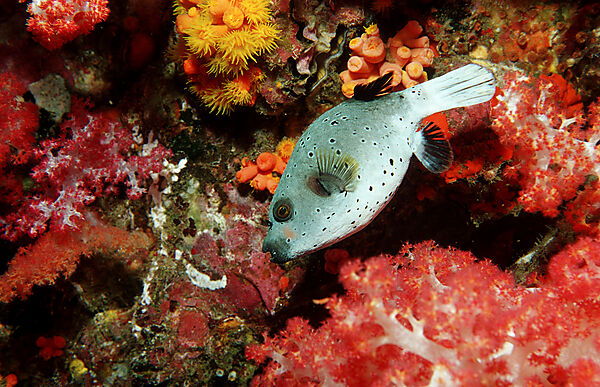 puffer fish