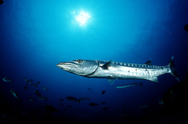 Great Barracuda
