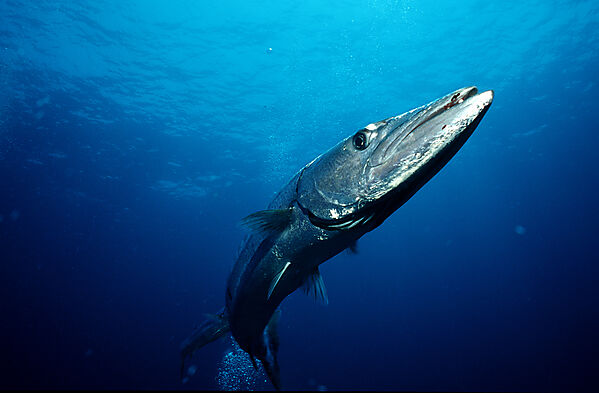 Great Barracuda