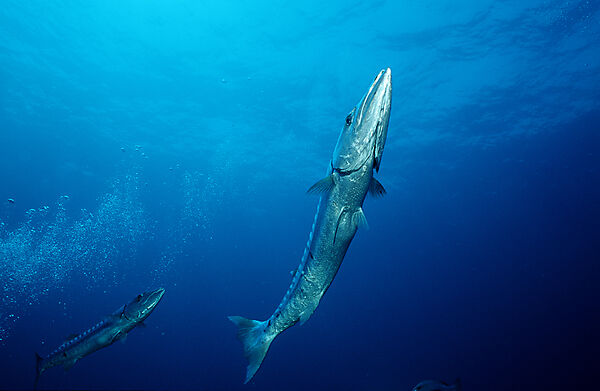 Great Barracuda