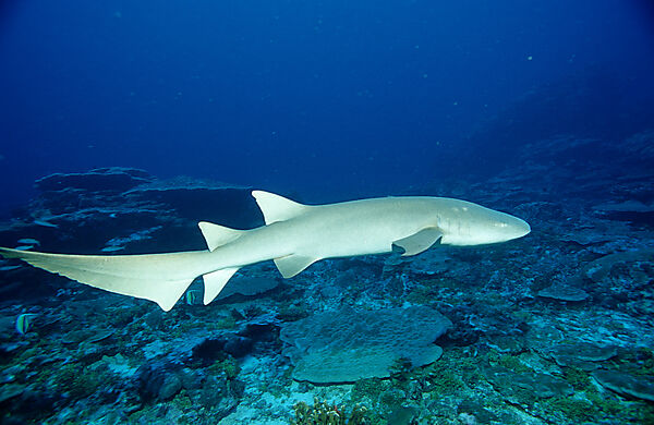 Nurse shark
