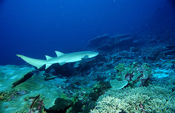 Nurse shark