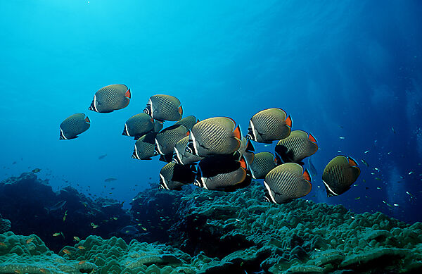 butterflyfish