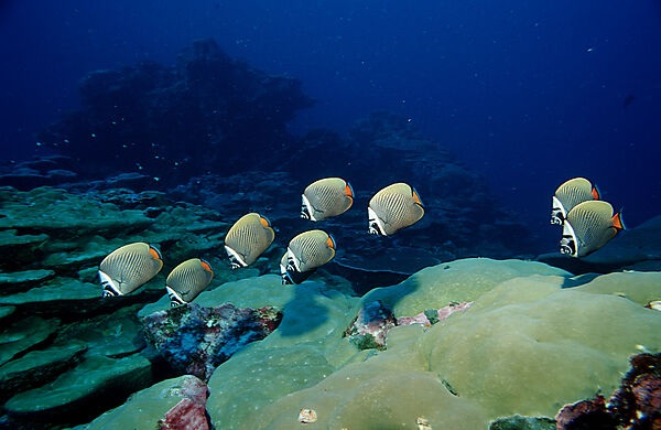 butterflyfish