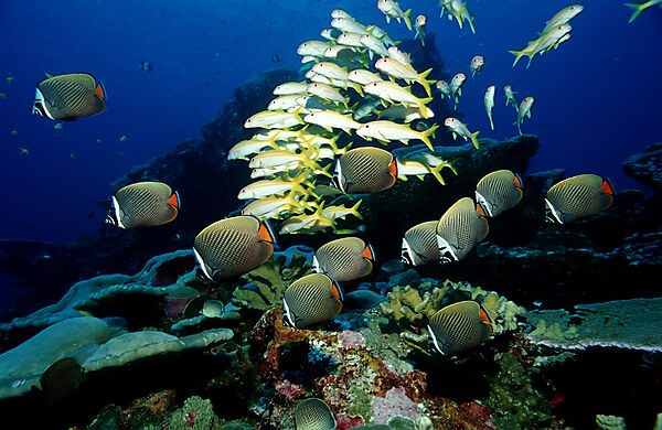butterflyfish