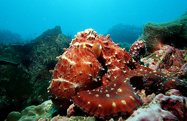 Octopus