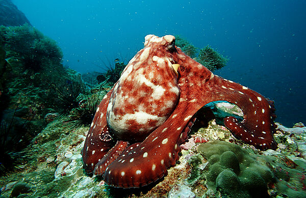Octopus