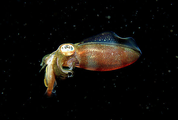 squid eats fish