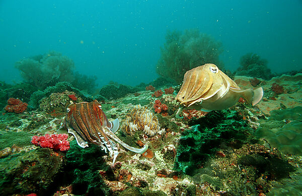 Cuttlefish