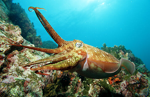 Cuttlefish