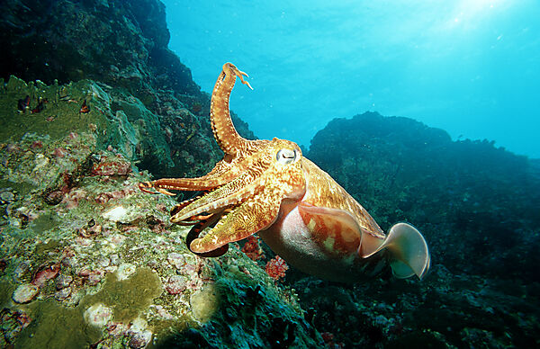 Cuttlefish
