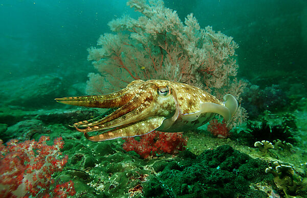 Cuttlefish