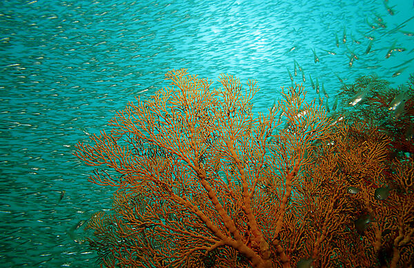 Coral reef