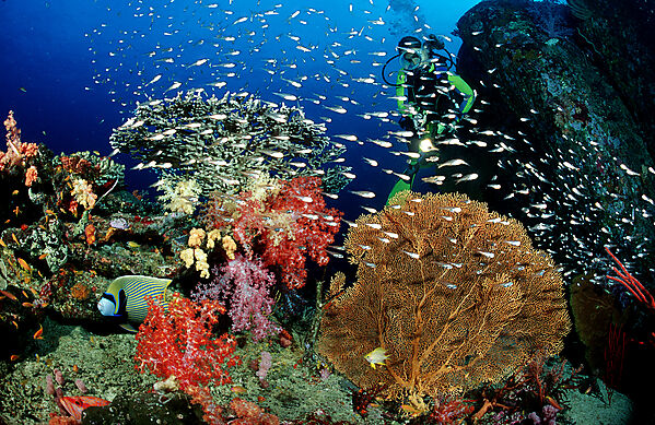 Coral reef and scuba diver