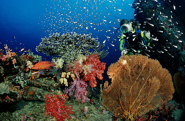 Coral reef and scuba diver
