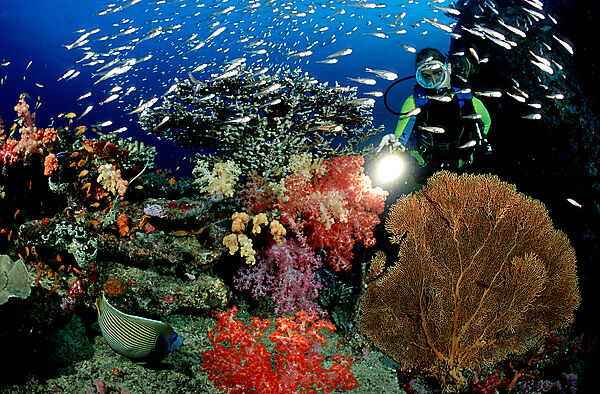 Coral reef and scuba diver
