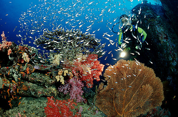 Coral reef and scuba diver
