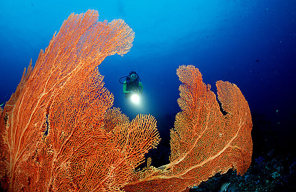 Coral reef and scuba diver