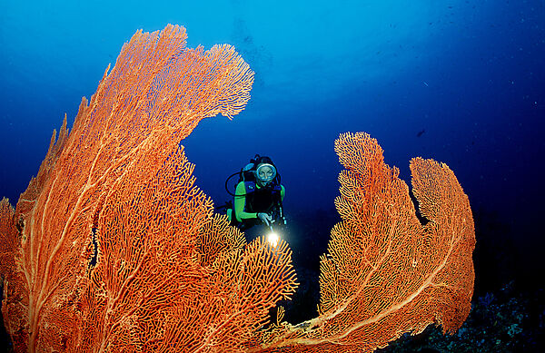 Coral reef and scuba diver
