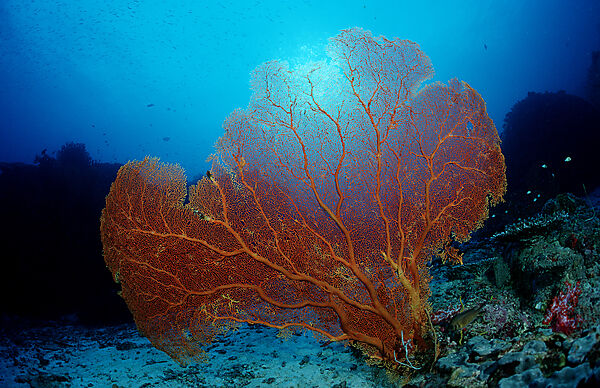 Coral reef