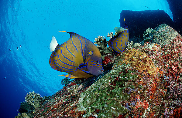 Blue-ringed angelfish