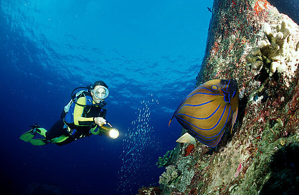 Blue-ringed angelfish and scuba diver