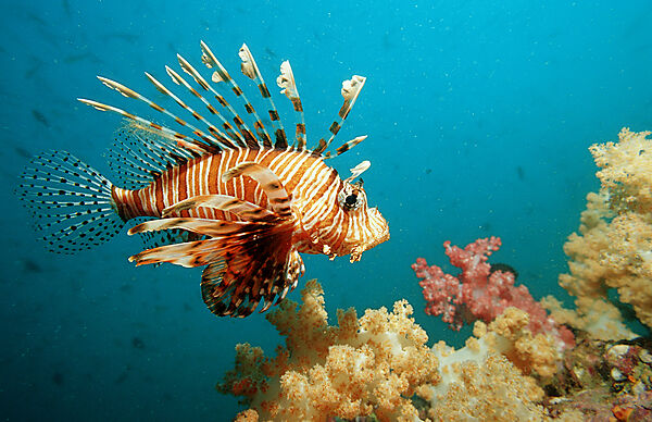 lionfish, turkeyfish