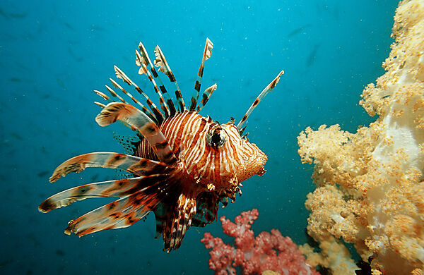 lionfish, turkeyfish