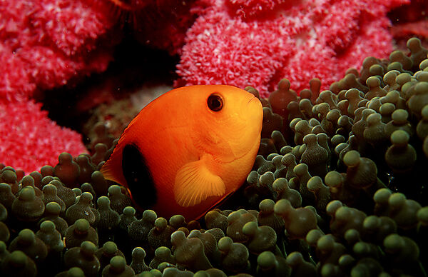 Red sattleback clownfish