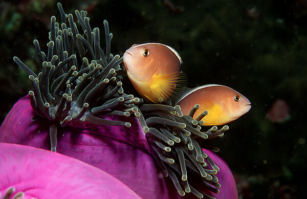 Skunk anemonefish