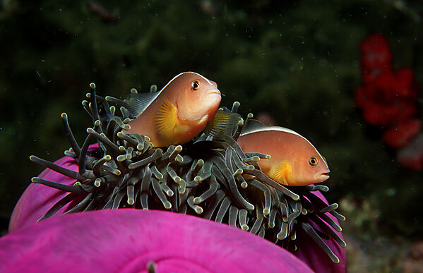 Skunk anemonefish