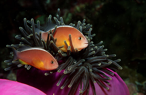 Skunk anemonefish