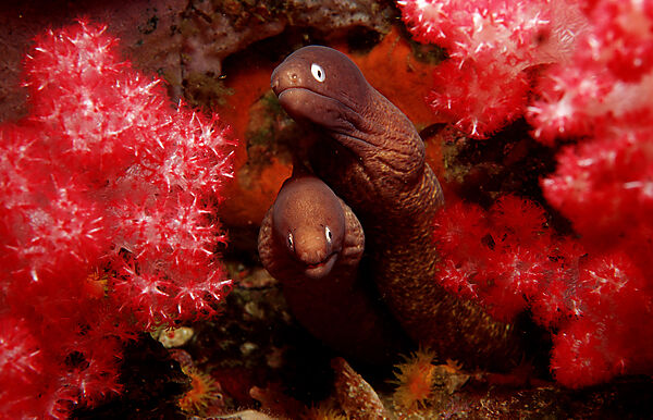 White-eyed moray