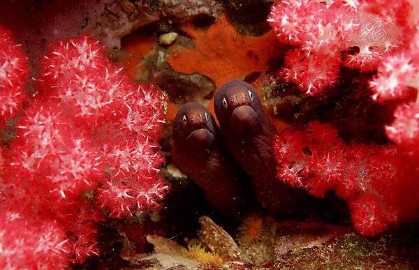 White-eyed moray