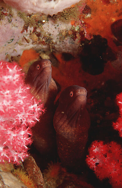 White-eyed moray