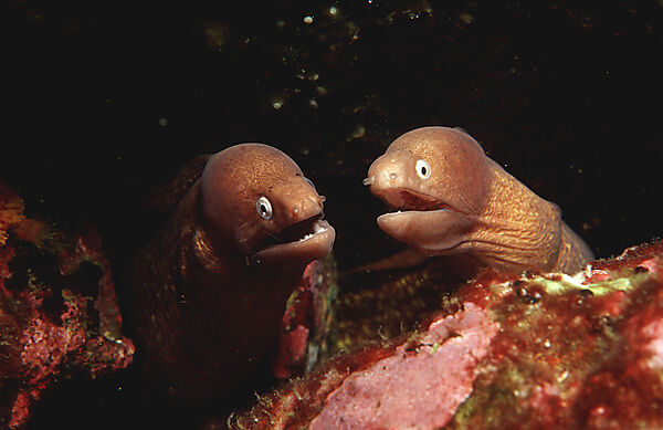 White-eyed moray