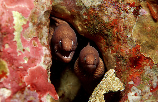 White-eyed moray