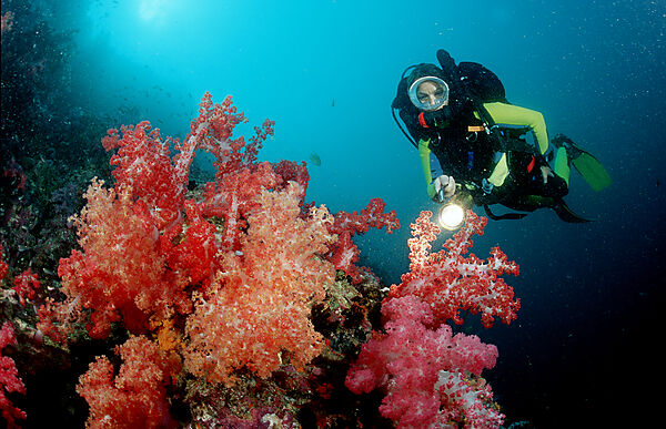 Coral reef and scuba diver with rebreather