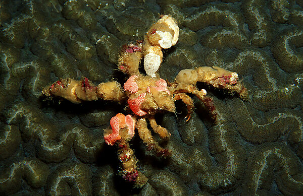 decorator crab, velcro crab