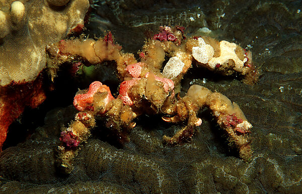 decorator crab, velcro crab
