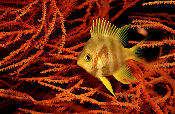 Golden damsel